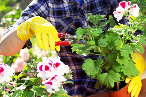 The image shows a gardener, partially visible, wearing a blue and black checkered shirt and bright yellow gardening gloves, carefully pruning or trimming flowering geranium plants in a garden. The plants are in terracotta pots with green, textured leaves and white and pink blossoms, placed on a garden surface surrounded by lush greenery. In the background, there are trees and bushes, indicating a well-maintained outdoor space, possibly in Newham, with natural lighting suggesting a bright, sunny day. The gardener is using small pruning shears to shape or tend to the plants, demonstrating attentive gardening care. The scene highlights elements of garden layout with in-ground soil beds and potted plants, emphasizing outdoor maintenance and planting services offered by locals like Landscapers Newham, who specialize in garden tidying, planting, and landscape enhancements in the area.