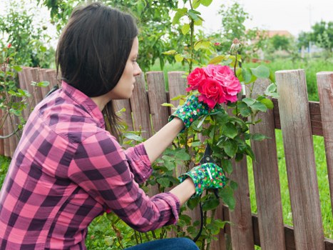 A woman wearing a pink and purple checkered shirt and gardening gloves tends to a vibrant pink rose flower in a garden. She is gently touching the rose, which is growing on a lush green shrub bordered by a weathered wooden fence. The garden features a well-maintained lawn with rich, green grass in the foreground, and in the background, there are several taller shrubs and trees, along with a glimpse of residential buildings under a clear, natural sky. The scene suggests a peaceful outdoor space in Newham, suitable for gardening and landscaping services provided by Landscapers Newham. The environment appears well-kept, with natural lighting indicating daytime, and the overall setting emphasizes a thriving, cultivated garden area designed for flower bed aesthetic enhancement and outdoor leisure.