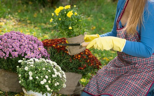 The image depicts a well-maintained garden in an outdoor residential setting, featuring a variety of flowering plants arranged in large fabric pots placed on the ground. Prominent in the foreground are potted chrysanthemums in shades of purple, white, and yellow, creating a vibrant display of seasonal flowers. The garden's layout includes a lush, dense lawn with evenly trimmed grass, bordered by a combination of shrubbery and small trees, contributing to a landscaped appearance. The background shows a natural setting with green foliage and a hint of a paved pathway or patio area. A woman wearing a checkered apron and yellow gloves is crouching beside the plants, gently tending to the flowers with her hands. The environment appears to be a sunny day with natural light illuminating the garden, ideal for outdoor gardening activities. This scene exemplifies professional gardening and landscaping practices, focusing on flower bed care and overall garden upkeep, consistent with services offered by Landscapers Newham in the area of outdoor garden maintenance and enhancement.