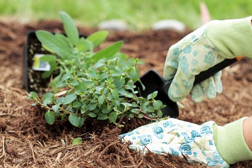 In a well-maintained garden in Newham, a person wearing gardening gloves is planting a small shrub or ground cover into the soil, which is freshly turned and free of weeds. The soil appears rich and dark, providing a healthy base for plant growth. To the left, a tray containing additional young plants or seedlings rests on the ground, ready for planting. The background shows a lush, green lawn with neatly edged borders, and the garden features a mix of dense shrubbery and small plants, indicating ongoing landscaping work. The outdoor environment is bright and clear, suggesting mild weather, ideal for gardening activities. This scene illustrates careful plant installation, complementing comprehensive lawn care and garden maintenance services offered by companies like Landscapers Newham, serving the local community in postcode E13. The overall setting emphasizes a structured garden layout with vibrant greenery, natural textures of soil and foliage, and clean, organized outdoor space suitable for professional gardening and landscaping enhancements.