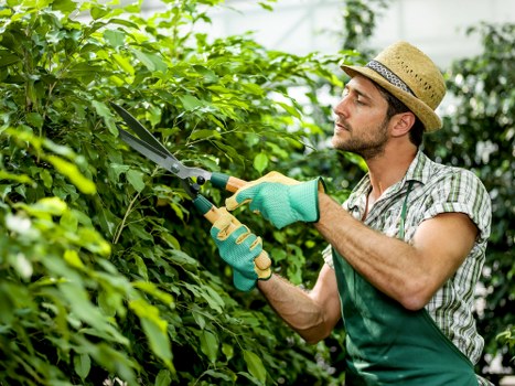 A man wearing a straw hat, green gardening gloves, and a checked shirt is trimming dense green hedges in a garden, with a pair of pruning shears in his hands. The garden features a well-maintained grassy lawn in the foreground, with a neatly edged flower bed or border running along the hedge line. In the background, taller trees and shrubbery are visible, contributing to a lush outdoor environment typical of Newham. The scene is set in bright natural daylight, suggesting a clear weather day, suitable for outdoor gardening work. The hedge appears healthy and dense, with vibrant green foliage, while the soil beneath the hedges is slightly visible, indicating recent trimming or maintenance. The garden setting is structured with a combination of grass, shrubs, and natural plant textures, reflecting professional garden care relevant to landscaping and outdoor maintenance services provided by Landscapers Newham.