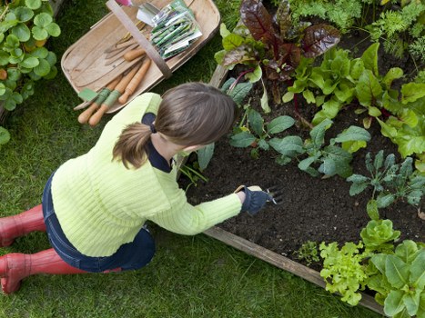 A woman with brown hair tied back, dressed in a bright yellow-green sweater, black gloves, and red waterproof boots, is kneeling on a well-maintained grassy lawn in a garden. She is tending to a raised wooden garden bed filled with dark, rich soil and a variety of leafy green vegetables, such as lettuce, kale, and possibly cabbage. To the left, there is a wooden tray containing gardening tools, including small hand trowels and a pair of shears. Surrounding the bed are other plants, including tall leafy shrubs and a dense hedge at the back, creating a lush, enclosed outdoor space typical of a residential garden in Newham. The scene is brightly lit with natural daylight, suggesting a clear, mild day suitable for outdoor gardening, highlighting the natural textures of the soil, plants, and wooden garden frames, with subtle colour variations from the green foliage against the darker soil and the woman’s colourful attire. This detailed description supports gardening and landscaping services offered by Landscapers Newham.